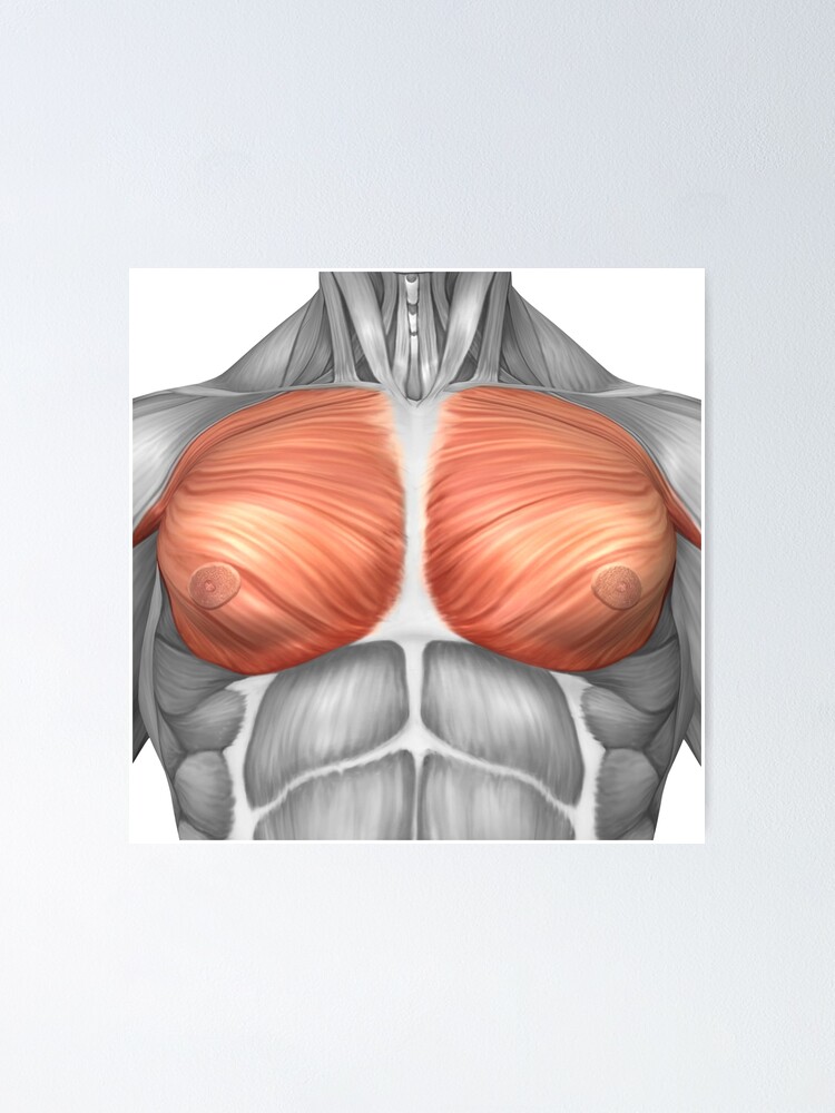 anatomia del musculo pectoral