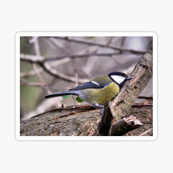 Item preview, looking designed and sold by KathleenDawson.
