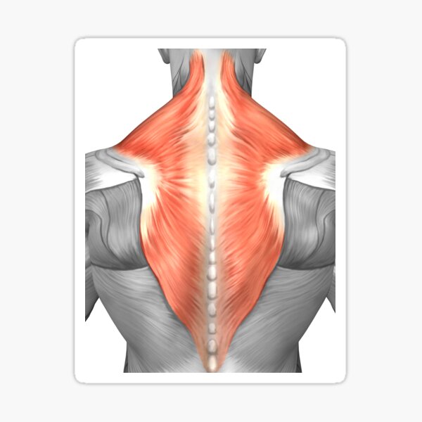 M Latissimus Dorsi прикрепление