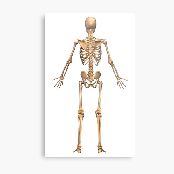 Anatomy of male human skeleton, front view and back view  Human skeleton,  Skeleton anatomy, Human skeleton anatomy