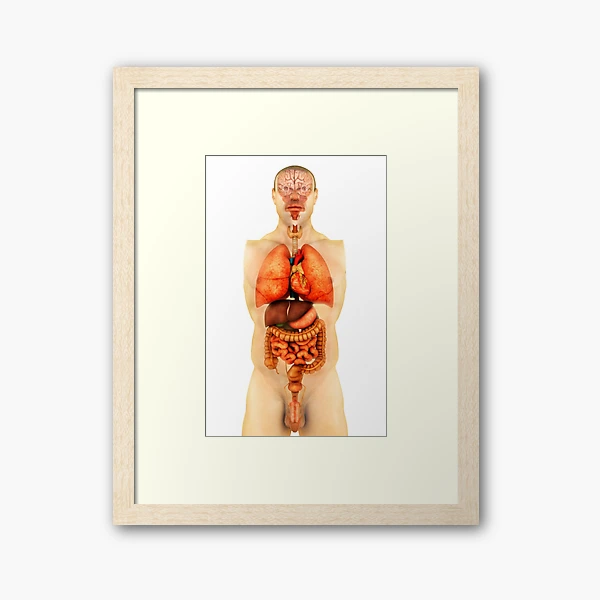 organs,　Sale　front　Art　Print　Anatomy　Framed　for　of　view.