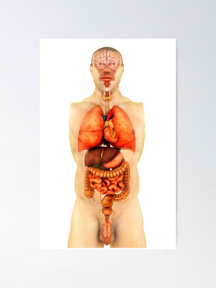 Anatomy of human body showing whole organs, front view. Poster