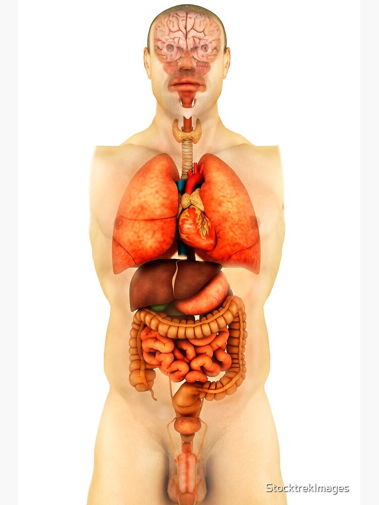 Senado posibilidad ¿Cómo Lámina rígida «Anatomía del cuerpo humano mostrando órganos completos,  vista frontal.» de StocktrekImages | Redbubble