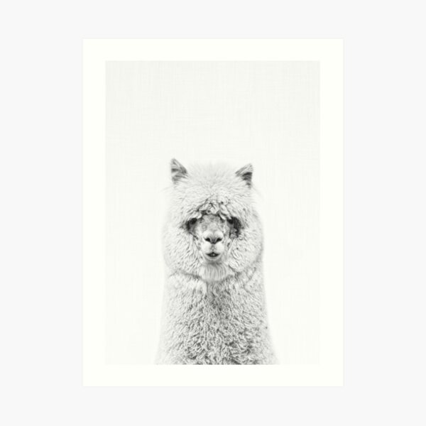 Alpaca Hairy Art Print