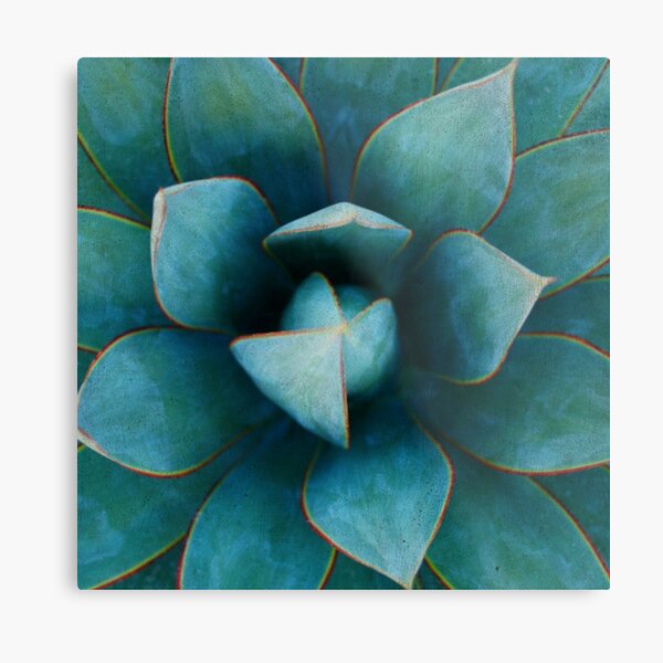 Succulent Plant Metal Print