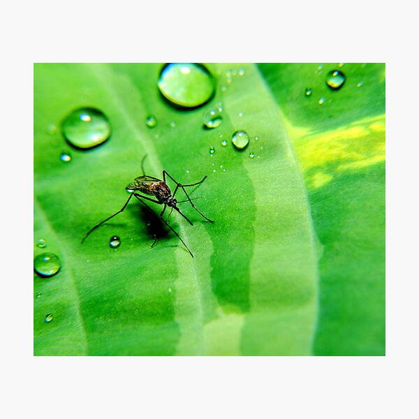 Item preview, Mosquito photo with high resolution quality designed and sold by Allyouneed-2.