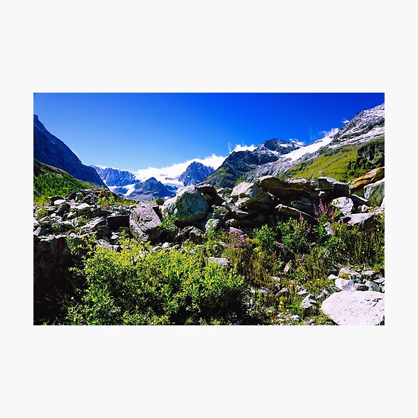Alpine Meadow Photographic Print