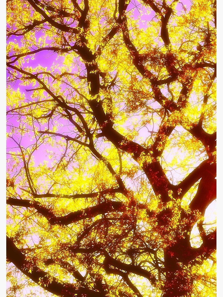 Thumbnail 3 of 3, Journal, Sunny Branches designed and sold by Mallorn.