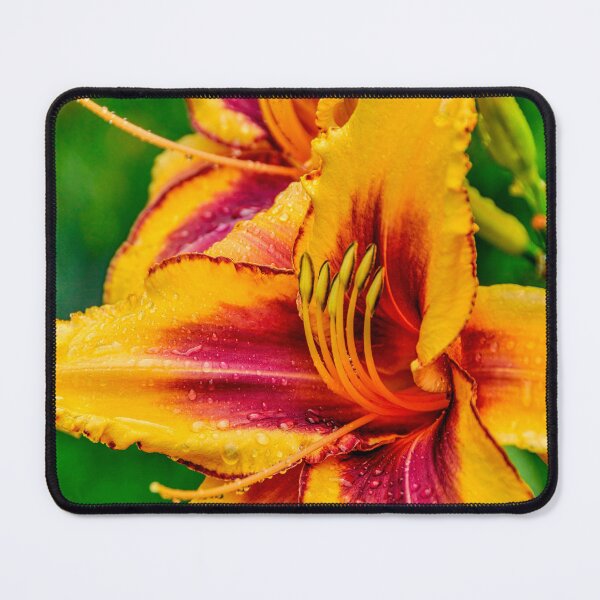 Item preview, Daylily "Persian Melon" designed and sold by Michael Cummings.