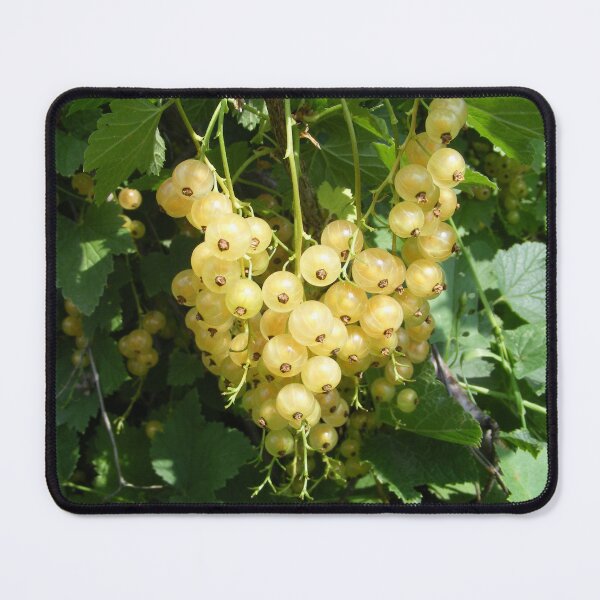 Item preview, white currant designed and sold by TatianaAn.