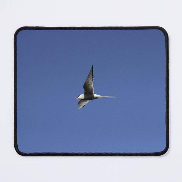 Item preview, Arctic tern (Sterna paradisaea)  designed and sold by Vidarleikur.