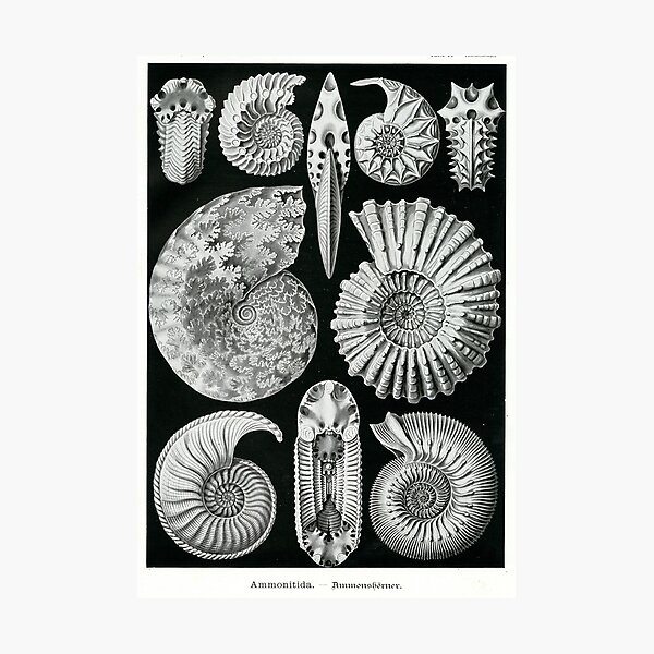 Artikel-Vorschau von Ernst Haeckel Ammoniten Fossile Zeichnungen, designt und verkauft von graysquirrel.