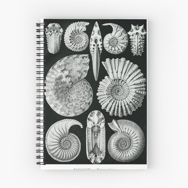 Item preview, Ernst Haeckel Ammonite Fossil Drawings designed and sold by graysquirrel.