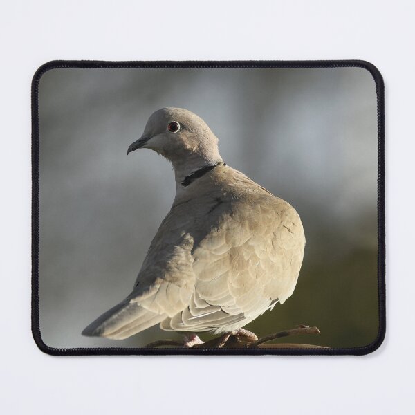 Item preview, Collared Dove designed and sold by rwhooster.