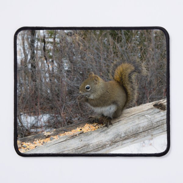 Item preview, North American Squirrel designed and sold by CanadianWild418.