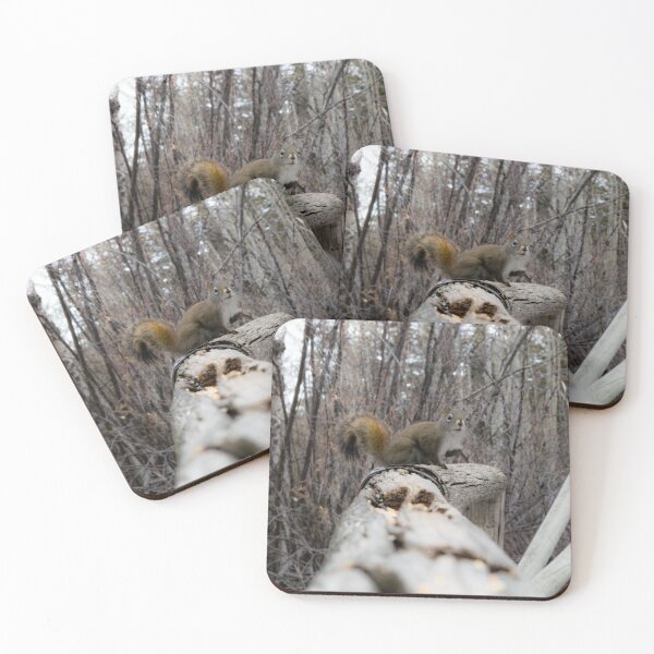 Item preview, Squirrel on the trail. designed and sold by CanadianWild418.