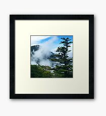 Trees Framed Print