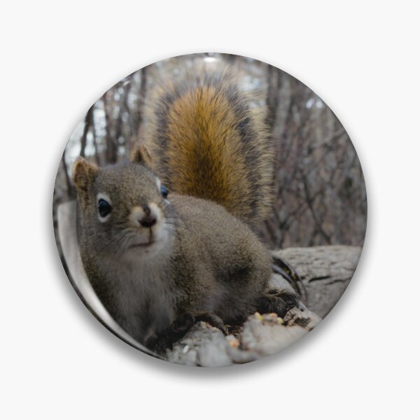 Item preview, Curious squirrel designed and sold by CanadianWild418.