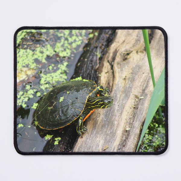 Item preview, Painted turtle designed and sold by vernonite.