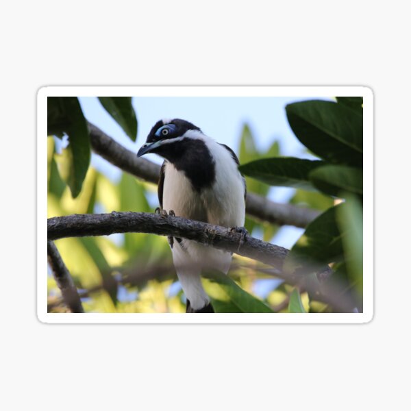 Item preview, Blue-faced Honeyeater designed and sold by Genevieve Hanlon Art and Photography.