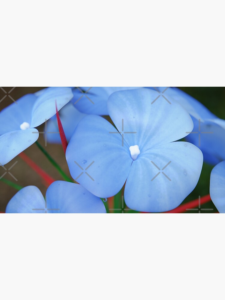 "Blue Flower, Red Thorns" Poster for Sale by AlexFulcrum Redbubble