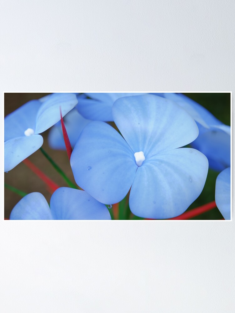 "Blue Flower, Red Thorns" Poster for Sale by AlexFulcrum Redbubble