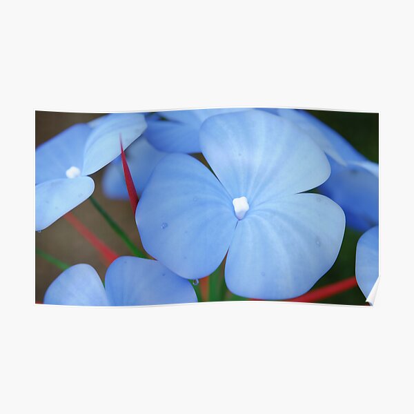 "Blue Flower, Red Thorns" Poster for Sale by AlexFulcrum Redbubble