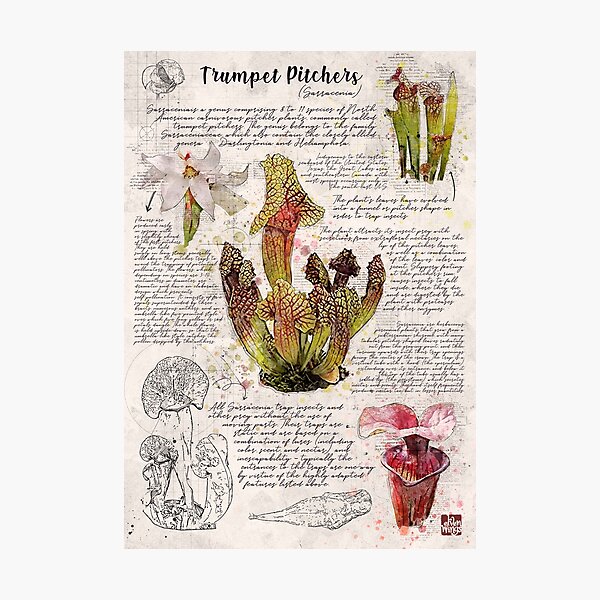 Item preview, Trompette Pichet Botanique Poster designed and sold by Elvenwings.