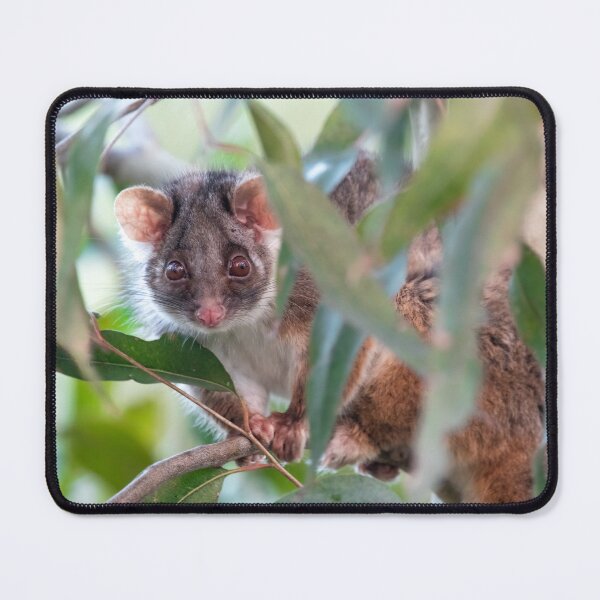 Item preview, Ringtail Possum - Ringtail Love in Colour - Australian Wildlife - Australia designed and sold by bella photoaus.