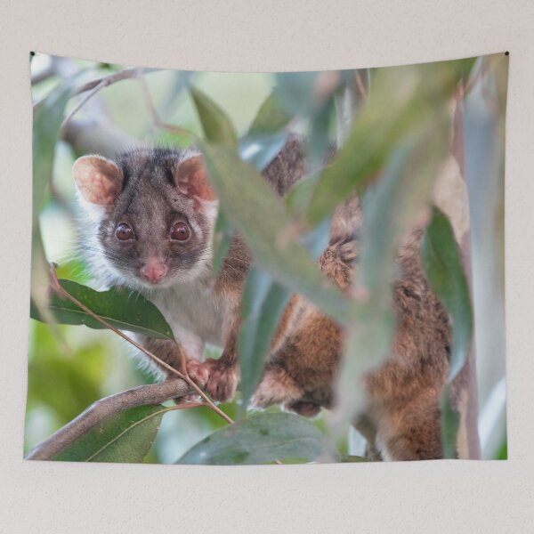 Item preview, Ringtail Possum - Ringtail Love in Colour - Australian Wildlife - Australia designed and sold by bella photoaus.