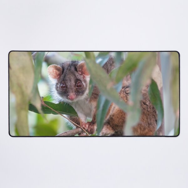 Item preview, Ringtail Possum - Ringtail Love in Colour - Australian Wildlife - Australia designed and sold by bella photoaus.