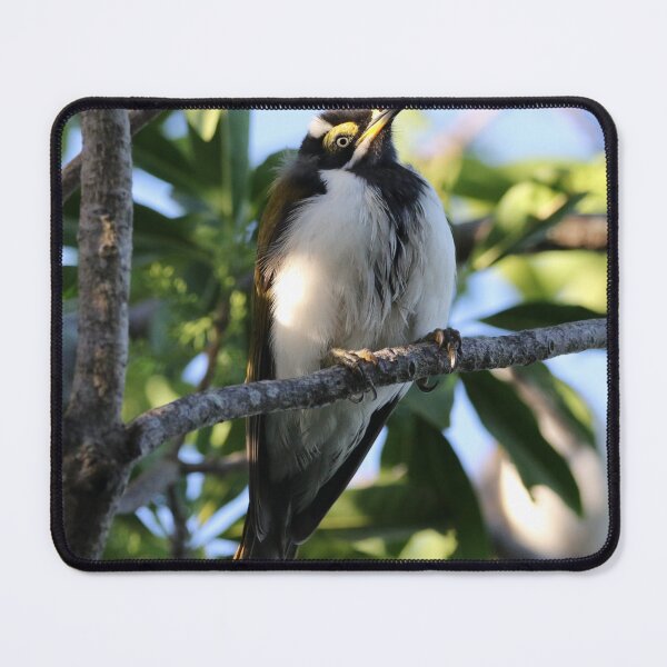 Item preview, Blue-faced Honeyeater (Juvenile) designed and sold by Genevieve Hanlon Art and Photography.