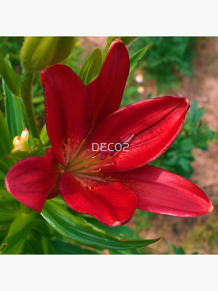 "Scarlet Red Lily Flower CloseUp Art Photo" Poster for Sale by DEC02