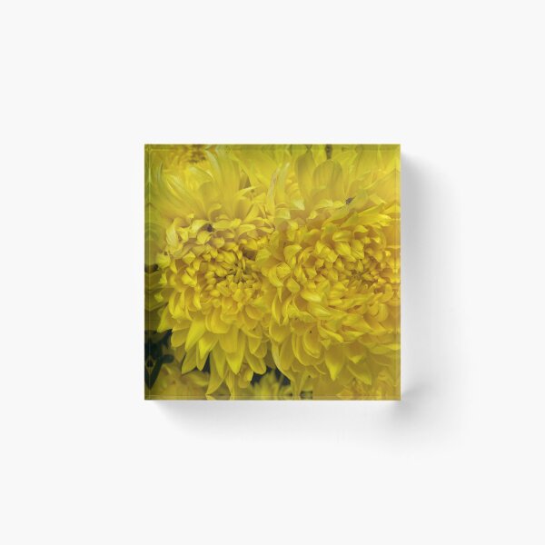 Item preview, Closeup of Yellow Dahlia Flowers designed and sold by Sinemathk.