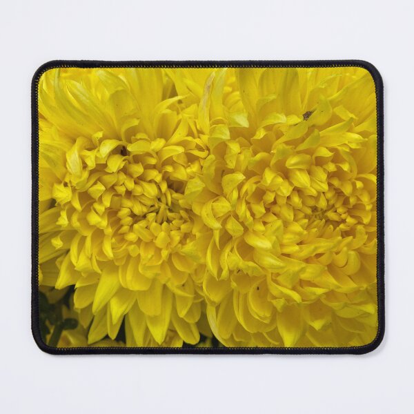 Item preview, Closeup of Yellow Dahlia Flowers designed and sold by Sinemathk.
