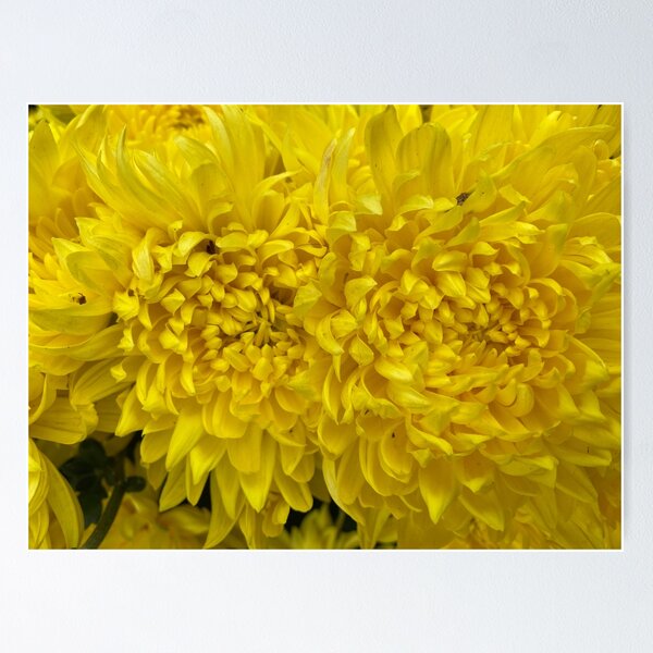Item preview, Closeup of Yellow Dahlia Flowers designed and sold by Sinemathk.