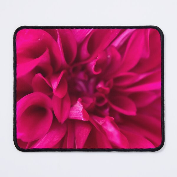 Item preview, Closeup of a Pink, Purple Dahlia Flower designed and sold by Sinemathk.