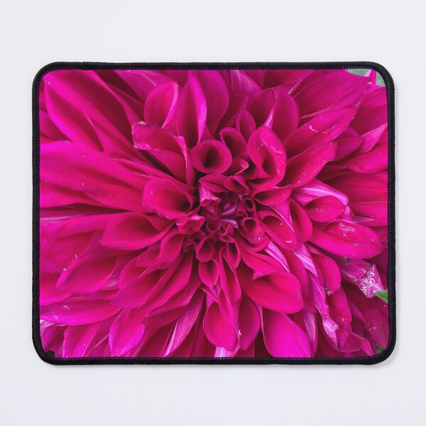 Item preview, A Pink, Purple Dahlia Flower designed and sold by Sinemathk.
