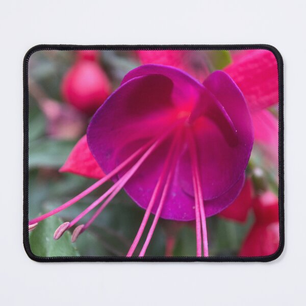 Item preview, Closeup of a Purple Fuchsia Flower designed and sold by Sinemathk.