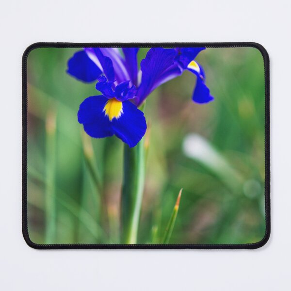 Item preview, Blue iris designed and sold by noblephoto.