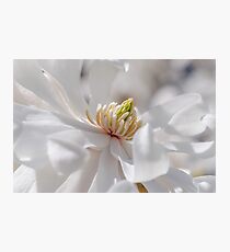 Delightful Photographic Print