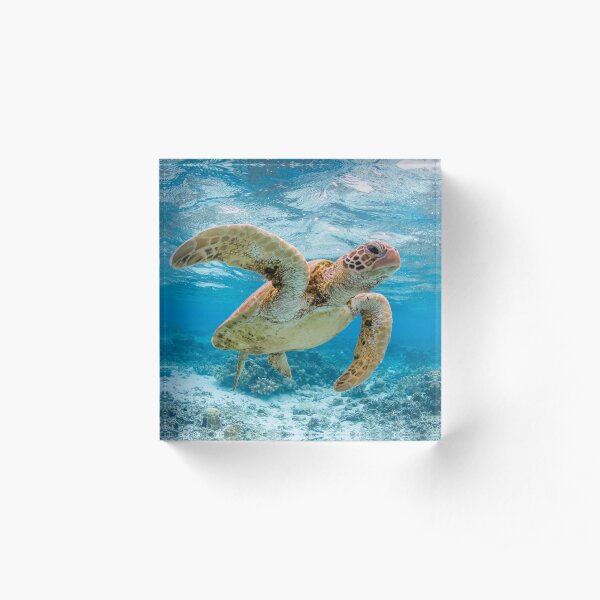 Turtle star Acrylic Block