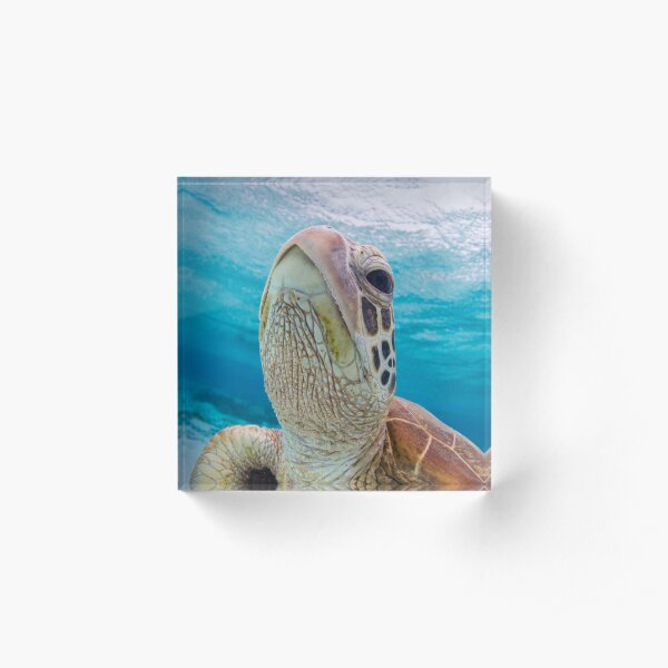 Turtle close-up Acrylic Block