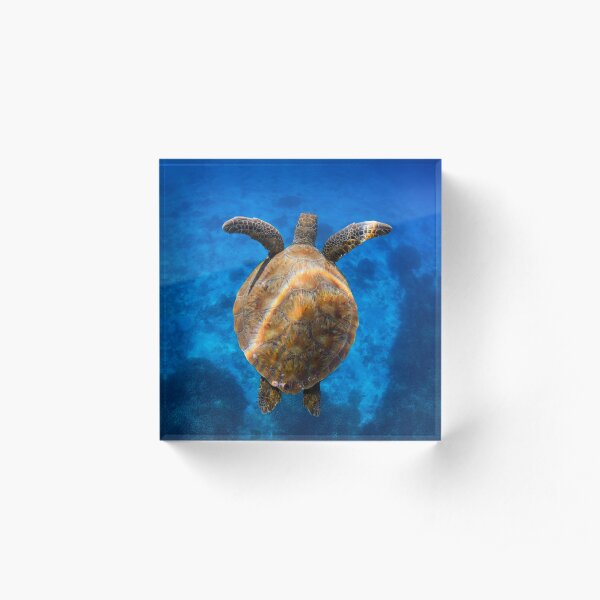 Cruising turtle - print Acrylic Block