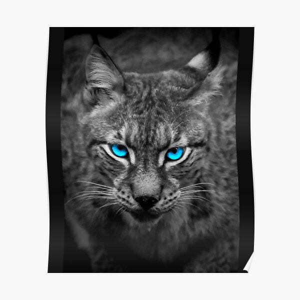 "Black Wolf With Blue Eyes (6)" Poster for Sale by CustomsBotre Redbubble