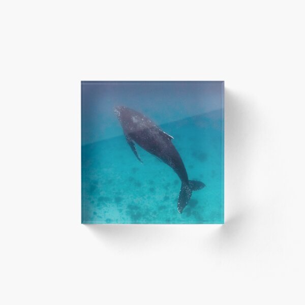 Whale wonders - print Acrylic Block