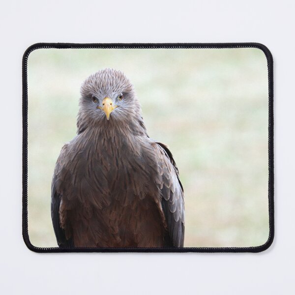 Item preview, Black Kite Staredown designed and sold by MADowdPhotos.