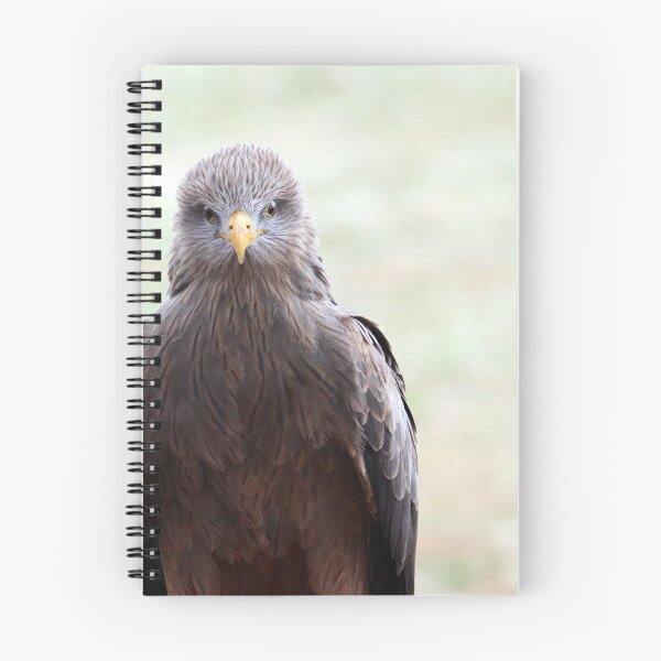 Item preview, Black Kite Staredown designed and sold by MADowdPhotos.