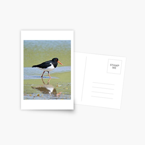 SHOREBIRD ~ Pied Oystercatcher P92yVjLX by David Irwin Postcard