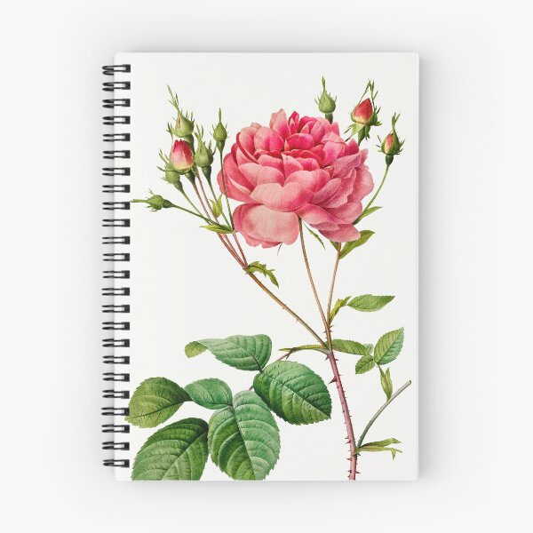 Item preview, Rosa Centifolia Anglica Rubra by Pierre and Henry Joseph Redouté designed and sold by InHerits.